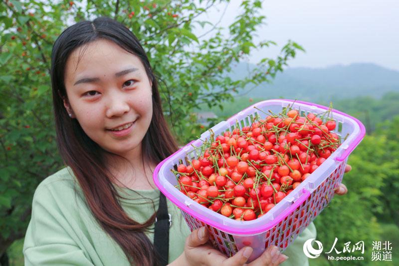 湖北襄陽：穀雨時節櫻桃紅 遊人採摘富農家