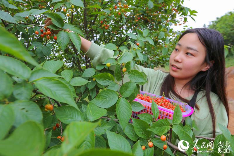 湖北襄阳：谷雨时节樱桃红 游人采摘富农家