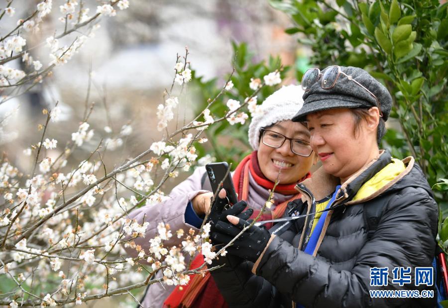 福州：青梅花开引客来