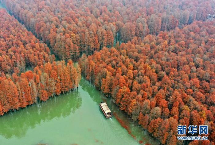 호북 선도의 "수상삼림"_fororder_hu4