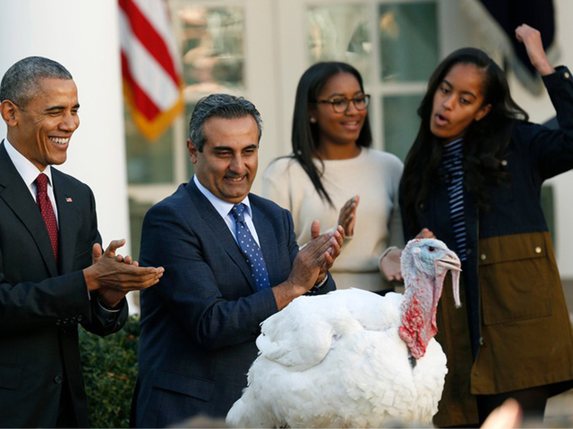 奥巴马在感恩节赦免火鸡“安倍”