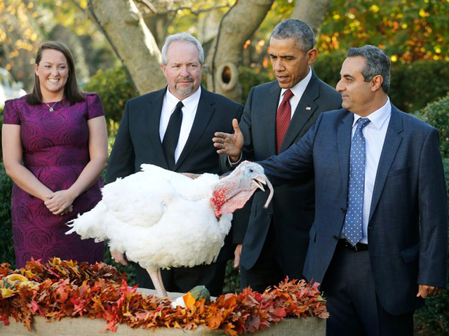 奥巴马在感恩节赦免火鸡“安倍”