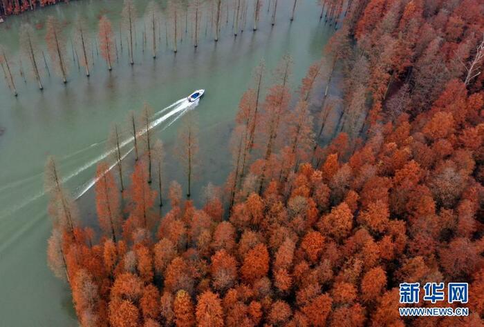 호북 선도의 "수상삼림"_fororder_hu1