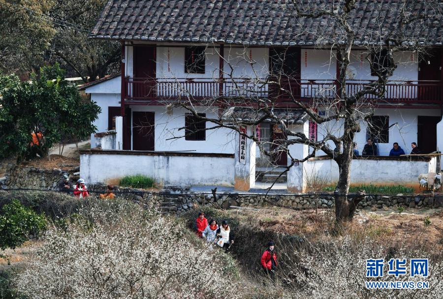 福州：青梅花开引客来