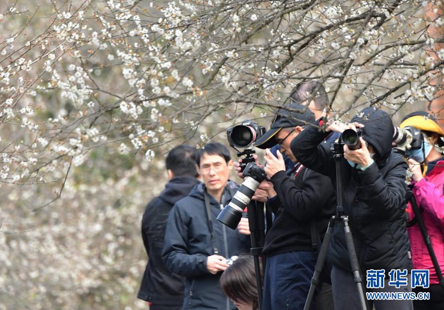 福州：青梅花开引客来