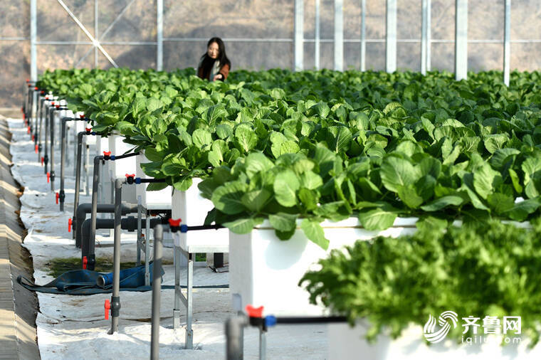 今年“三農”工作怎麼幹？山東省委農村工作會議11個關鍵詞定調