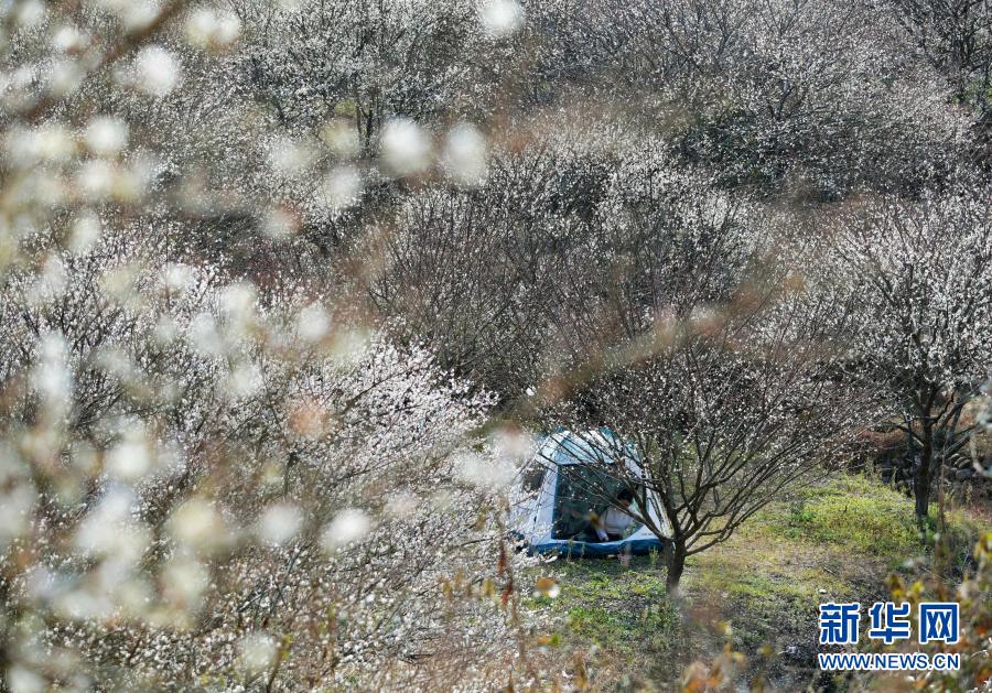 福州：青梅花开引客来