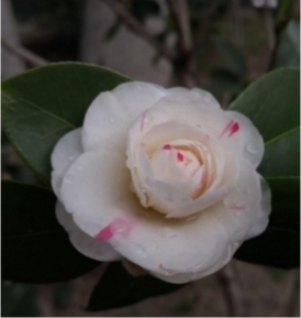 一朵花上有白、粉两种颜色 快来龙王庙公园赏复色山茶花