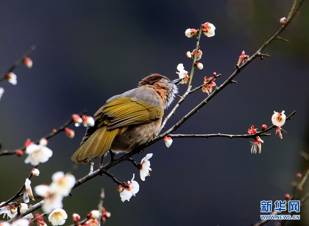 安徽黃山：鳥語花香報春來
