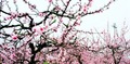 貴州甕安：桃花盛開山林美
