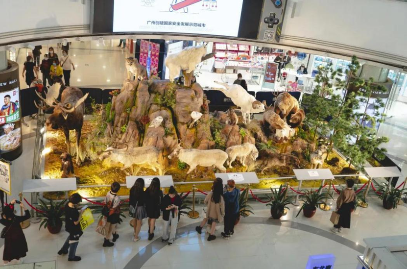 广州天河路商圈开启中国农历新年系列活动_fororder_“人与自然 和谐共处”动物标本专题展览