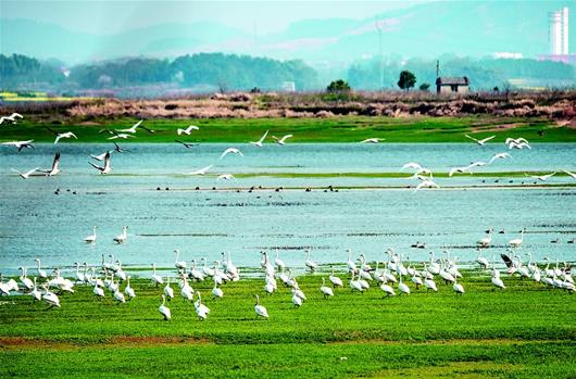 將白天鵝請回家——蘄春勝天圍湖漁場的生態回歸
