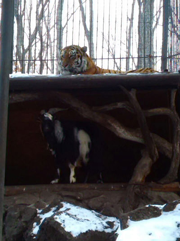 俄动物园勇敢山羊与老虎成亲密好友 同吃同住
