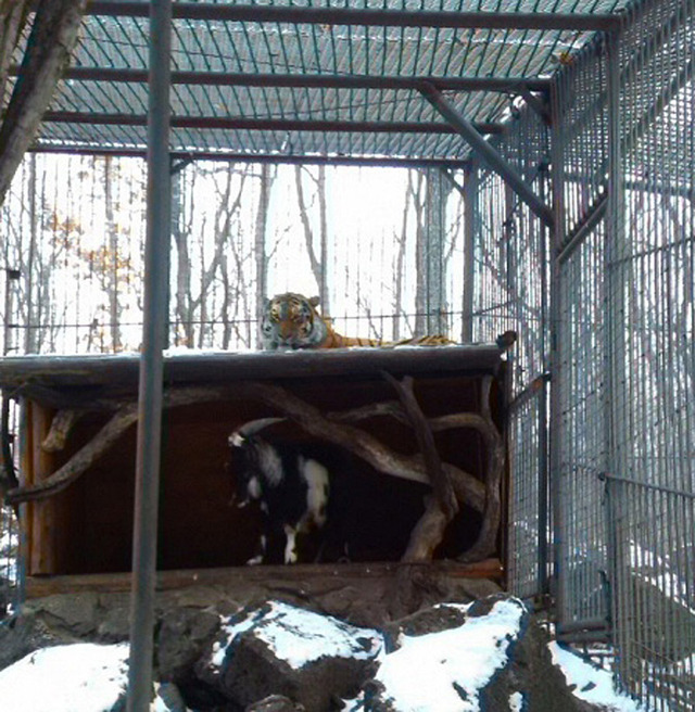 俄動物園勇敢山羊與老虎成親密好友 同吃同住