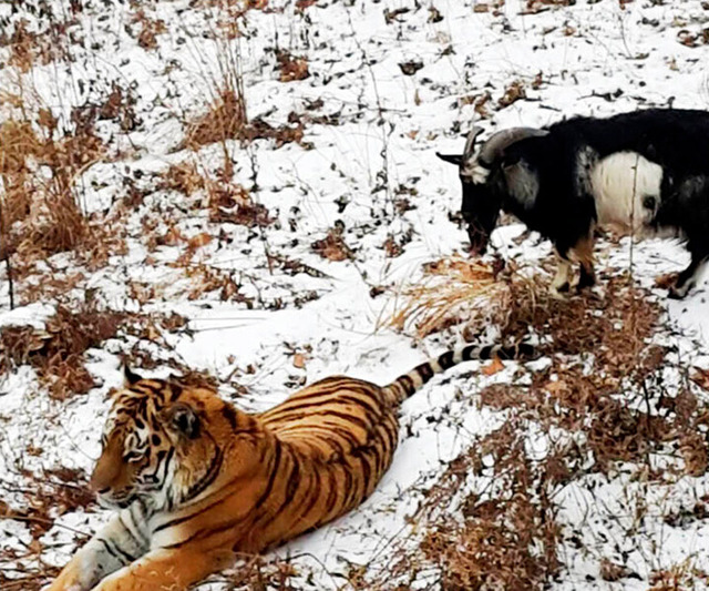 俄動物園勇敢山羊與老虎成親密好友 同吃同住