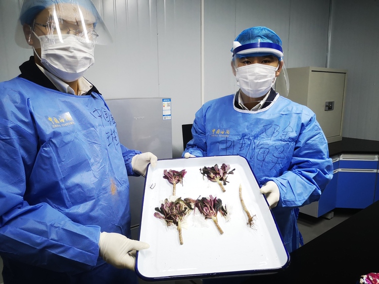 【A】重慶海關阻止非法多肉植物入境