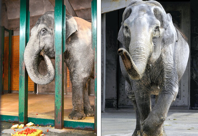 世界上最孤獨的大象：日本動物園中獨居66年