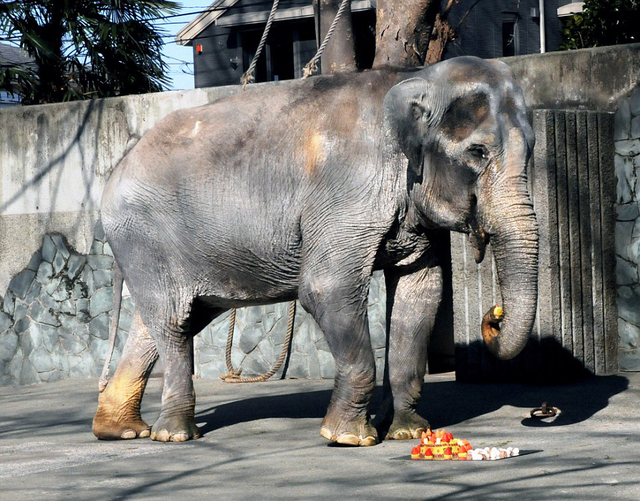 世界上最孤獨的大象：日本動物園中獨居66年