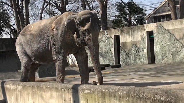 世界上最孤獨的大象：日本動物園中獨居66年