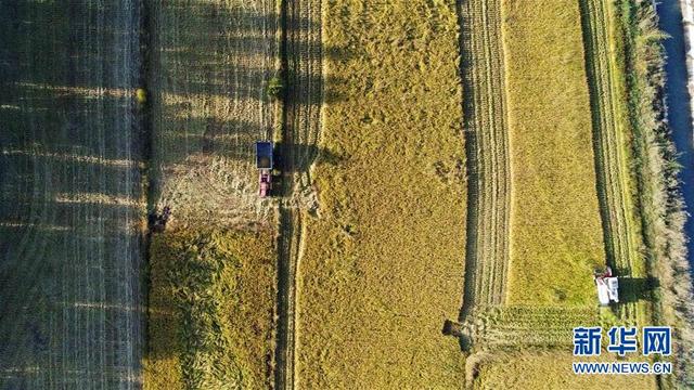 新疆伊犁：稻田收割忙