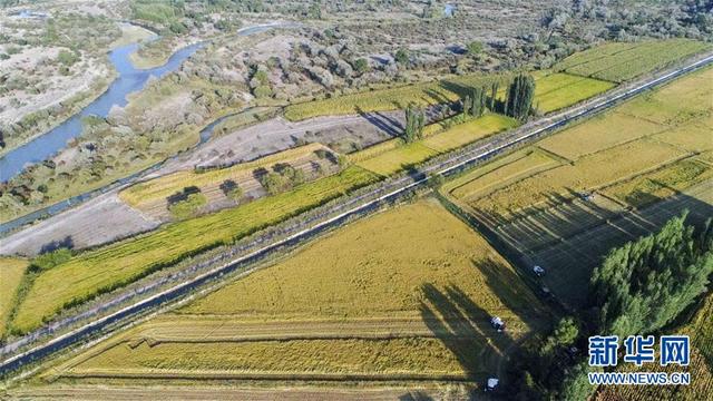 新疆伊犁：稻田收割忙