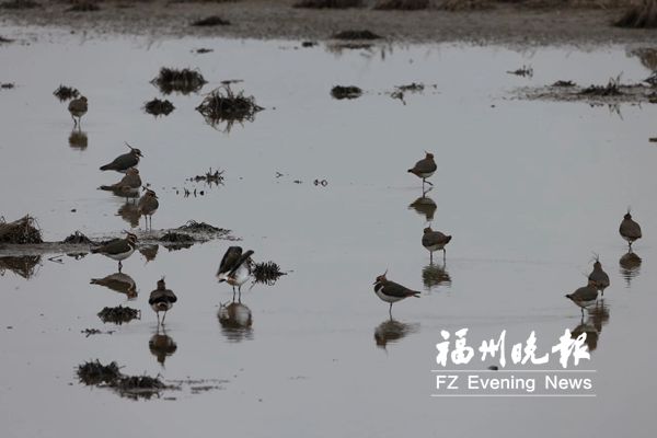 【要聞】【福州】【滾動新聞】【移動版】【Chinanews帶圖】閩江河口濕地"退養還濕"近千畝養殖塘見成效