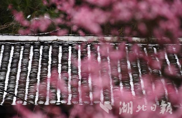 咸丰：红梅朵朵映干栏
