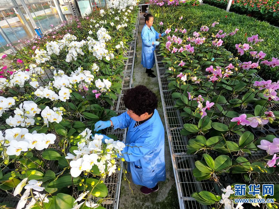 河南鄢陵：年宵花“花開正美”