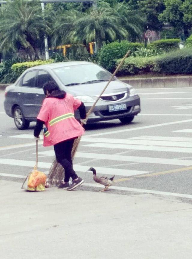 东莞一环卫工人每天带着鸭子扫大街 萌翻了