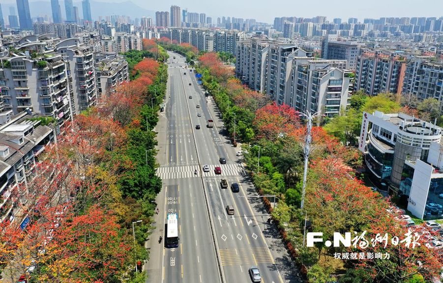 【焦点图】【福州】【移动版】【Chinanews带图】福州：木棉花映红金山大道