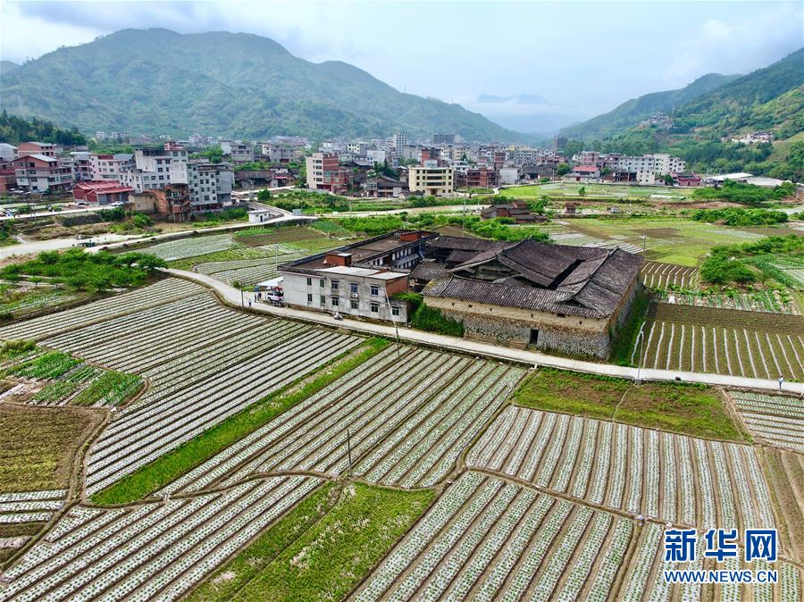 【焦点图】【福州】【移动版】【Chinanews带图】福建永泰：花生种植助农增收