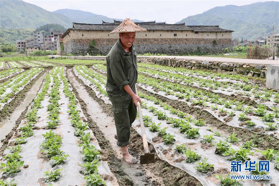 【焦点图】【福州】【移动版】【Chinanews带图】福建永泰：花生种植助农增收
