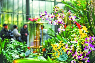 你闻过有巧克力味的兰花吗？快去武汉植物园看珍稀兰花展
