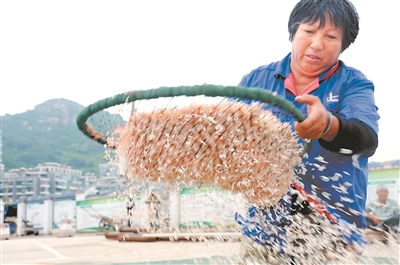 （食品图文）虾皮给江苏连云港西连岛村渔民带来丰厚收入