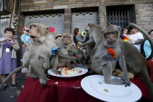 泰国百姓大摆蔬果宴招待猴子 报答其带来游客