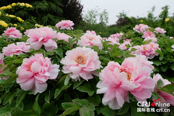 36th Luoyang Peony Cultural Festival Opens in Central China