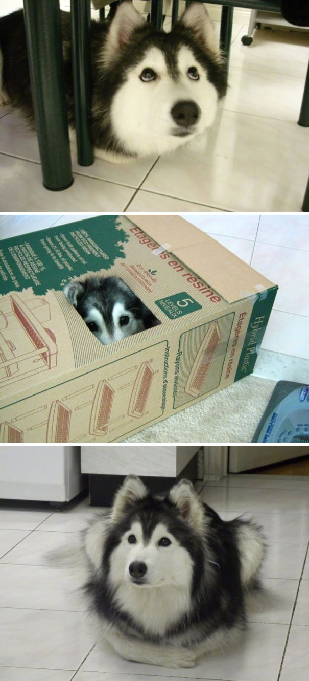 图片默认标题_fororder_那些自以为是猫的汪星人1