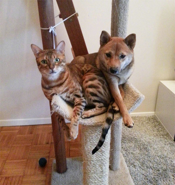 图片默认标题_fororder_那些自以为是猫的汪星人6