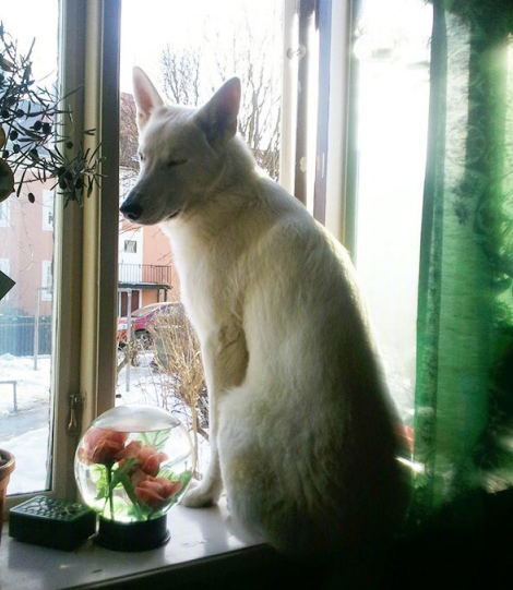 图片默认标题_fororder_那些自以为是猫的汪星人7