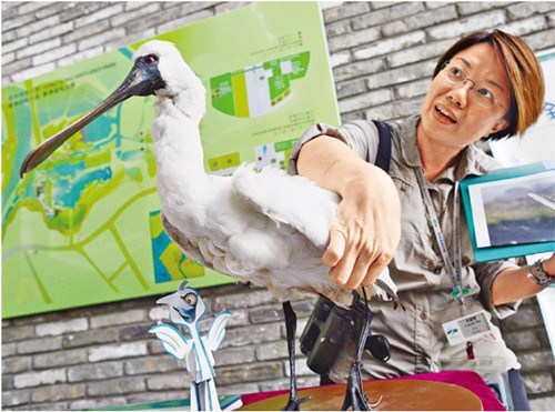 香港濕地公園舉辦觀鳥節 首次公開展出禿鷲標本
