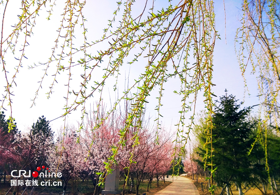 04【吉林】【原創】【供稿】【CRI看吉林（標題）】【圖説吉林】【白山松水（大圖）】【關東黑土（長春）】【移動版（圖）】長春南溪濕地公園桃花綻放美如畫（組圖）