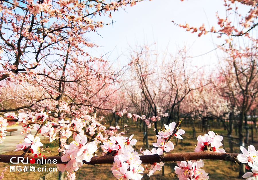 04【吉林】【原創】【供稿】【CRI看吉林（標題）】【圖説吉林】【白山松水（大圖）】【關東黑土（長春）】【移動版（圖）】長春南溪濕地公園桃花綻放美如畫（組圖）