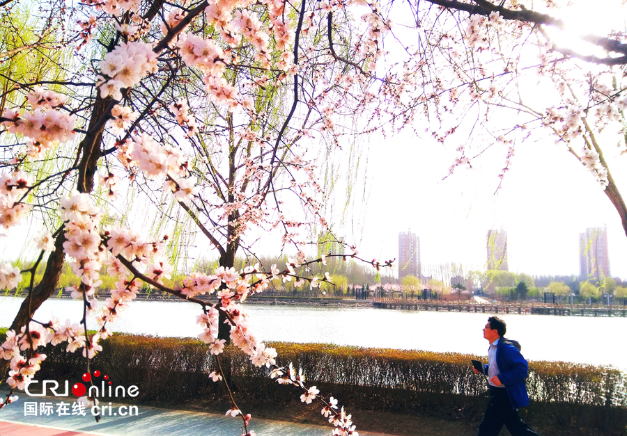 04【吉林】【原創】【供稿】【CRI看吉林（標題）】【圖説吉林】【白山松水（大圖）】【關東黑土（長春）】【移動版（圖）】長春南溪濕地公園桃花綻放美如畫（組圖）