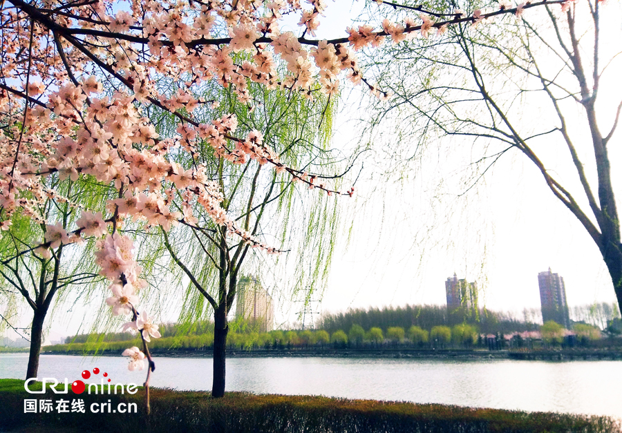 04【吉林】【原創】【供稿】【CRI看吉林（標題）】【圖説吉林】【白山松水（大圖）】【關東黑土（長春）】【移動版（圖）】長春南溪濕地公園桃花綻放美如畫（組圖）