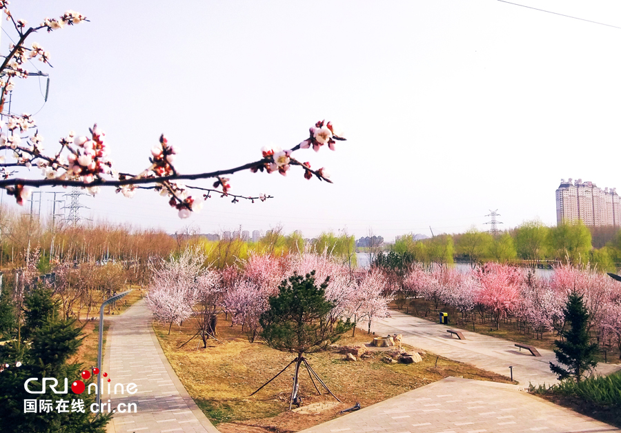 04【吉林】【原創】【供稿】【CRI看吉林（標題）】【圖説吉林】【白山松水（大圖）】【關東黑土（長春）】【移動版（圖）】長春南溪濕地公園桃花綻放美如畫（組圖）