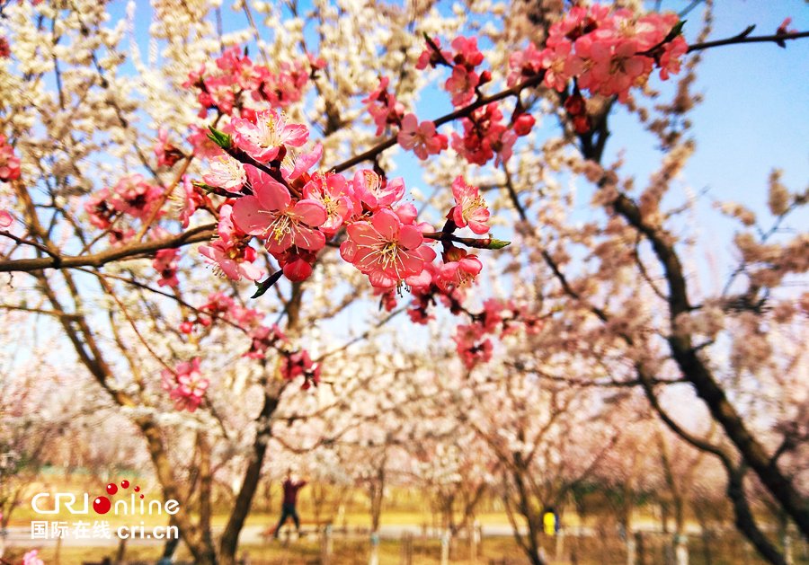 04【吉林】【原創】【供稿】【CRI看吉林（標題）】【圖説吉林】【白山松水（大圖）】【關東黑土（長春）】【移動版（圖）】長春南溪濕地公園桃花綻放美如畫（組圖）
