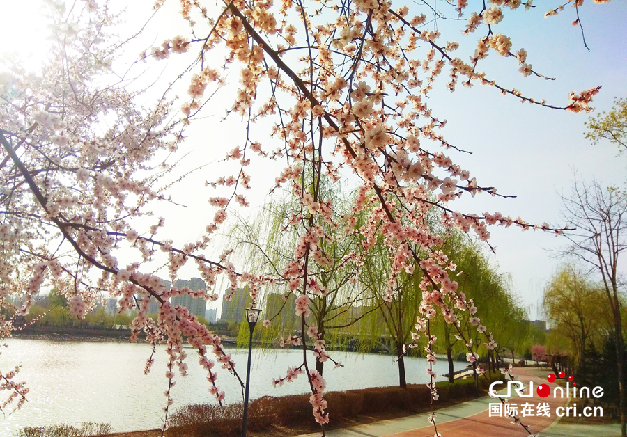 04【吉林】【原創】【供稿】【CRI看吉林（標題）】【圖説吉林】【白山松水（大圖）】【關東黑土（長春）】【移動版（圖）】長春南溪濕地公園桃花綻放美如畫（組圖）