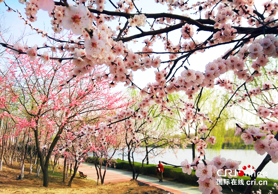 04【吉林】【原創】【供稿】【CRI看吉林（標題）】【圖説吉林】【白山松水（大圖）】【關東黑土（長春）】【移動版（圖）】長春南溪濕地公園桃花綻放美如畫（組圖）