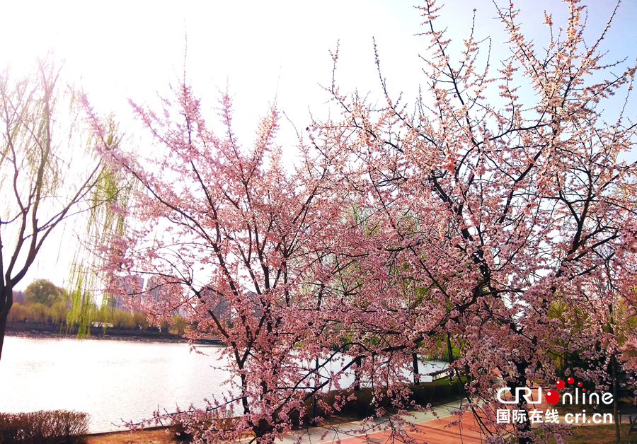 04【吉林】【原創】【供稿】【CRI看吉林（標題）】【圖説吉林】【白山松水（大圖）】【關東黑土（長春）】【移動版（圖）】長春南溪濕地公園桃花綻放美如畫（組圖）