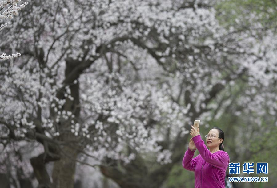内蒙古：塞外杏花始盛开